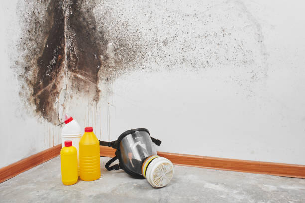 Best Black Mold Removal  in Campbell, MO